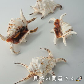 ［巻貝］スイジガイ(水字貝) (約10～22cm) 貝 貝殻 シェル 巻貝 角 アクセサリー 置物 コレクター 絵画 フォト