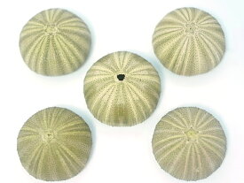 ［ウニ殻］グリーンウーチン(約4～6cm/1個)貝 ウニ ランプ LED エアープランツ　グリーン ハンドメイド