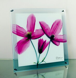 X Ray �K���X�A�[�g�i�����g�Q���A�[�g�j�E�W���[�j�[�N���}�`�X�i�Ǌ|�p�j�iM�T�C�Y�j