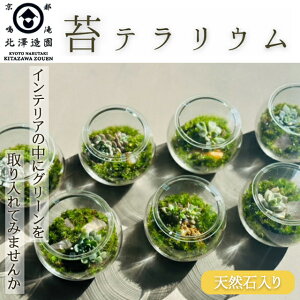 ۃeE KX{[TCY Moss terrarium kVy  CeA ϗtA {geE    VR΃bNX Ɖu͌z