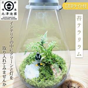 y֐n(a̎R)zIׂJ[ LEDƖt ۃeE t^Cv Moss terrarium zCg/ubN kVy  CeA ϗtA {geE    V