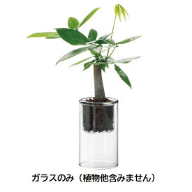 送料無料 スコンガラスS　お買い得6個セット　エイチツーオー　切り花　生花 北海道・沖縄・離島出荷不可