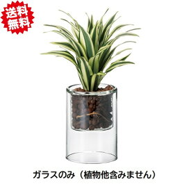 送料無料 スコンガラスSS　お買い得6個セット　エイチツーオー　切り花　生花 北海道・沖縄・離島出荷不可