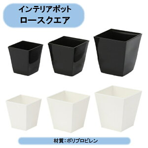 @@ll@[XNGA@5@ubN@80@ACJ@ll͂o܂B Eoוs