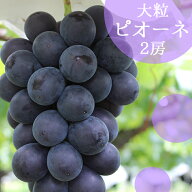 ＼スーパーSALE★10%OFF／【2026年発送】ピオーネ 大房2房 山梨産 ブドウ【8月下旬〜9月下旬】大粒 種な…