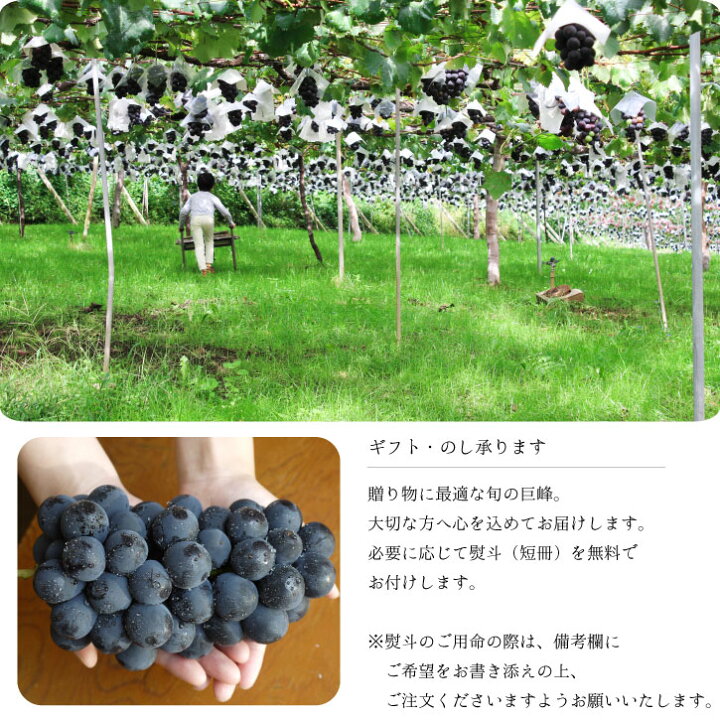 楽天市場】山梨 ブラックビート 2房 希少 化粧箱入り 藤稔 × ピオーネ 
