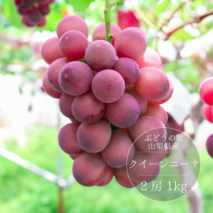 楽天市場】【送料無料】山梨県産 超希少種『クイーンニーナ』2房 化粧 