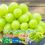 ＼スーパーSALE★30%OFF／シャインマスカット 【2026年発送】 山梨 2房 1.2kg 先行予約 9月 高級 ギフト …