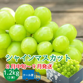 シャインマスカット 【2026年発送】 山梨 2房 1.2kg 先行予約 9月 高級 ギフト 冷蔵便 化粧箱入り 贈答 自分へのご褒美 期間限定 【2026年8月下旬頃～10月上旬頃まで順次発送】 ブドウ フルーツ 果物
