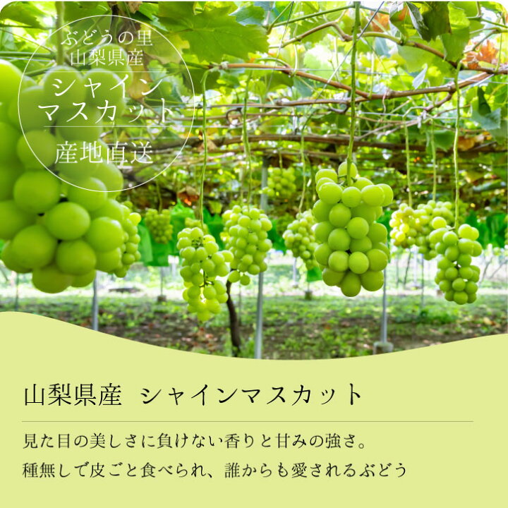 楽天市場】山梨 シャインマスカット 【2025年発送】 先行予約 1房 2房 