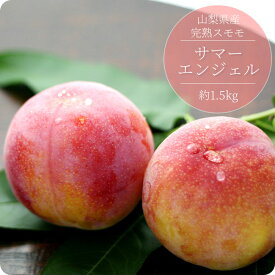 スモモ 【サマーエンジェル】 12玉前後 (約1.5kg) すもも 産地直送 完熟 朝採り ギフト 贈り物 お中元【7月上旬〜7月下旬発送予定】 山梨産 化粧箱入り 旬 フルーツ フルーツギフト お取り寄せ 贈答用 果物 厳選 ネクタリン 産直