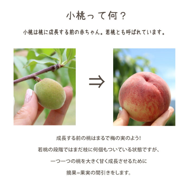 予約受付中 前菜やワインのお供に 食卓が華やぐ 桃のピクルス 小桃も桃も桃のうち 3本ギフト Fucoa Cl