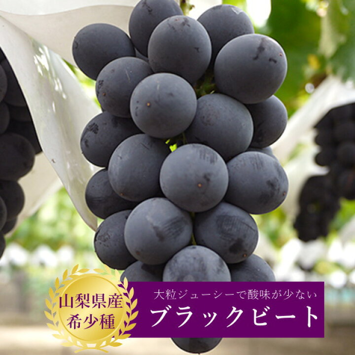 楽天市場】山梨 ブラックビート 2房 希少 化粧箱入り 藤稔 × ピオーネ 