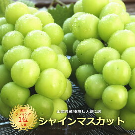 楽天市場 フルーツ ぶどう シャインマスカット 甲斐国物語 楽天市場 フルーツ ぶどう シャインマスカット 甲斐国物語