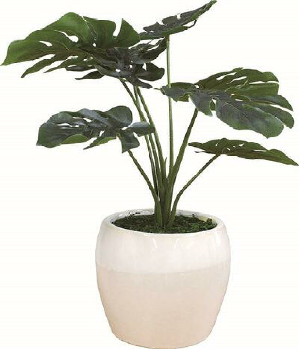 楽天市場 O ハワイアン インテリアグリーン モンステラ 観葉植物 消臭作用 抗菌加工 光触媒 ハワイアン雑貨 ハワイアンインテリア ハワイ雑貨 ハワイインテリア フェイク ハワイ葉っぱ ひかりしょくばい O Kai Lani Aloha カイラニアロハ 楽天市場 O ハワイアン インテリアグリーン モンステラ 観葉植物 消臭作用 抗菌加工 光触媒 ハワイアン雑貨 ハワイアンインテリア ハワイ雑貨 ハワイインテリア フェイク ハワイ葉っぱ ひかりしょくばい O Kai Lani Aloha カイラニアロハ