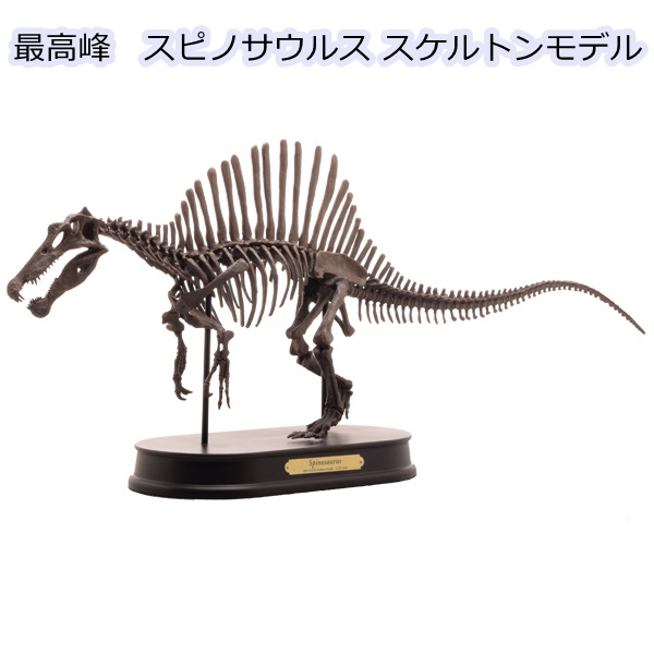 楽天市場】【恐竜 フィギュア】最高峰 骨格モデルスピノサウルス 