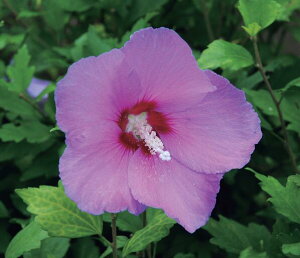 ムクゲ 雉鳩 ポット苗 1本