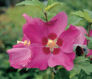 ムクゲ ウッドブリッジ ポット苗 1本