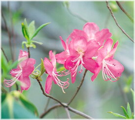 楽天市場 ツツジ ヤシオ 植木 ガーデニング 農業 花 ガーデン Diyの通販