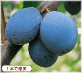 楽天市場 サンプルーン 苗の通販