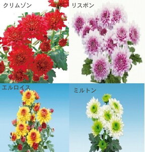 ダリア 菊の通販 価格比較 価格 Com
