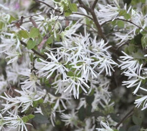 トキワマンサク 白花 盆栽 植木の人気商品 通販 価格比較 価格 Com トキワマンサク 白花 盆栽 植木の人気商品 通販 価格比較 価格 Com