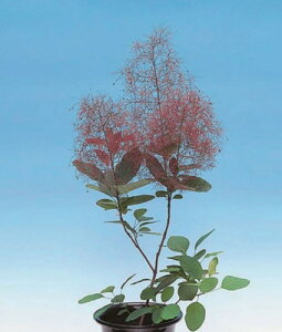 植木 盆栽 スモークツリーの人気商品 通販 価格比較 価格 Com
