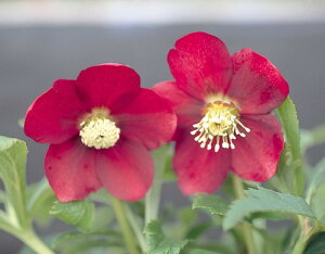 クリスマス ローズ 赤 苗の人気商品 通販 価格比較 価格 Com