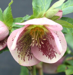 NX}X[Y@cz@VOub`n@2.5|bgc@1