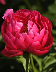 楽天市場 シャクヤク 苗の通販