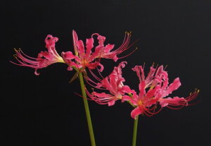 球根 リコリスの人気商品 通販 価格比較 価格 Com