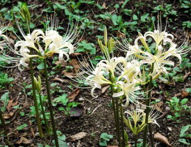 楽天市場 リコリス 球根の通販