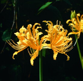 楽天市場 ショウキズイセンの通販