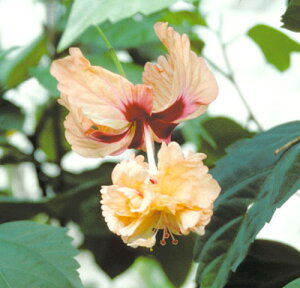 ハイビスカス 苗の通販 価格比較 価格 Com