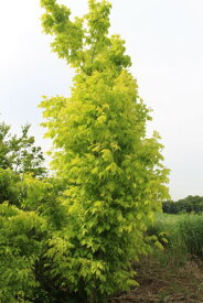 楽天市場 アメリカハナノキの通販