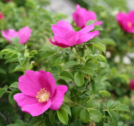 楽天市場 ハマナス 苗の通販