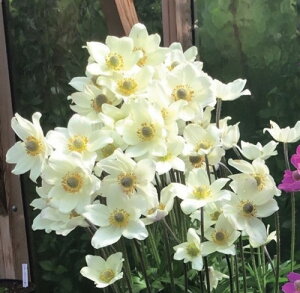 All@XvOr[eB[@zCg@4@1