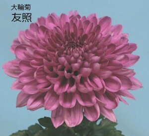 炫A\[gZbg@6cm|bgc@66