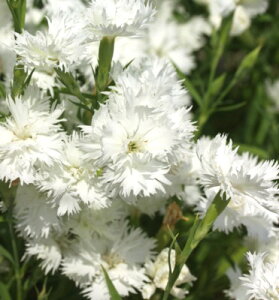 ナデシコ 花 苗の人気商品 通販 価格比較 価格 Com