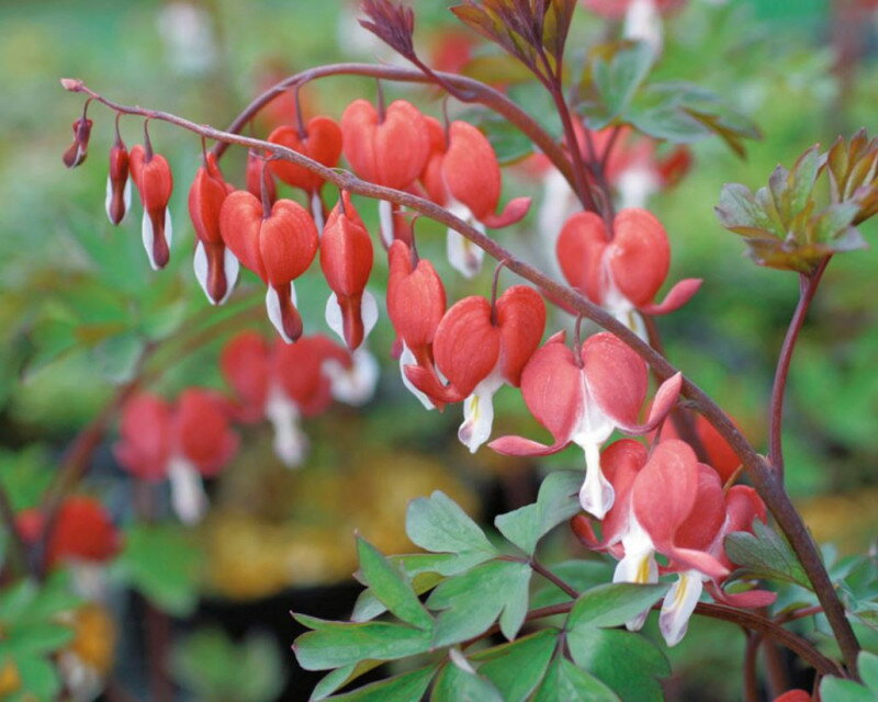 【楽天市場】ケマンソウ バレンタイン ポット苗 1株:e-フラワー