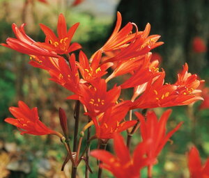 ���R���X�@�T���M�l�A�i�L�c�l�m�J�~�\���j�@�����@1��