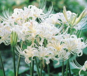 ���R���X�@�G���W�A�G�@�����@2��