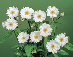 ~RX@˂̔iPVPj@3N|bgc@2