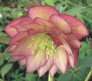 �N���X�}�X���[�Y�@�G���K���X�V�[�h���@3�������N�����|�b�g�c�@1��