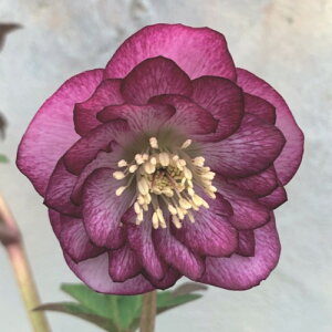 �N���X�}�X���[�Y�@�G���K���X���[�W���N���X�^���@3�������N�����|�b�g�c�@1��