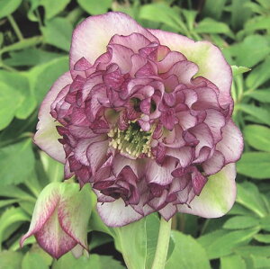 �N���X�}�X���[�Y�@�O���C�X�v���}�h���X(R)�@3�������N�����|�b�g�c�@1��