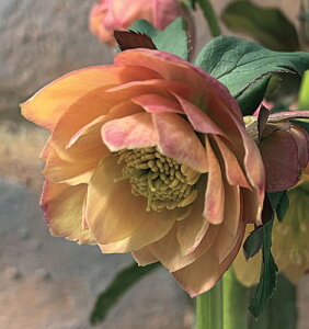 �N���X�}�X���[�Y�@���񂸏��f(R)�@3�������N�����|�b�g�c�@1��