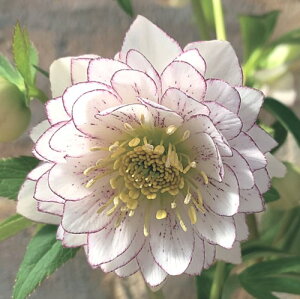 �N���X�}�X���[�Y�@���������f(R)�@3�������N�����|�b�g�c�@1��