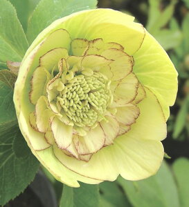 �N���X�}�X���[�Y�@�C�G���[�I�[�P�X�g���@3�������N�����|�b�g�c�@1��