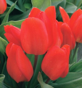 �`���[���b�v�@�}�炫�@�ԁ@11cm���@5��